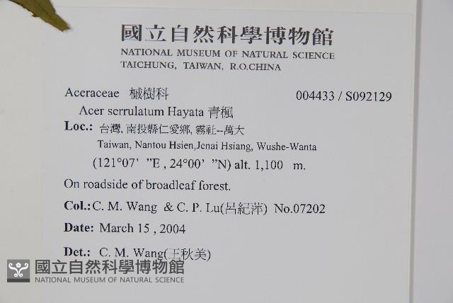 青楓藏品圖，第5張