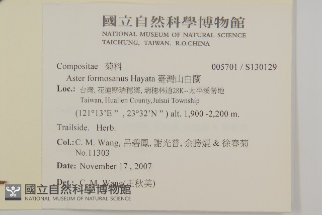 臺灣山白蘭藏品圖，第2張