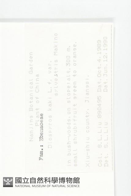 油柿藏品圖，第2張