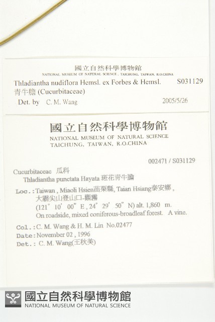 青牛膽藏品圖，第2張