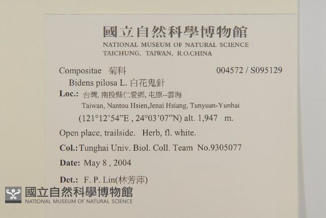 白花鬼針藏品圖，第2張