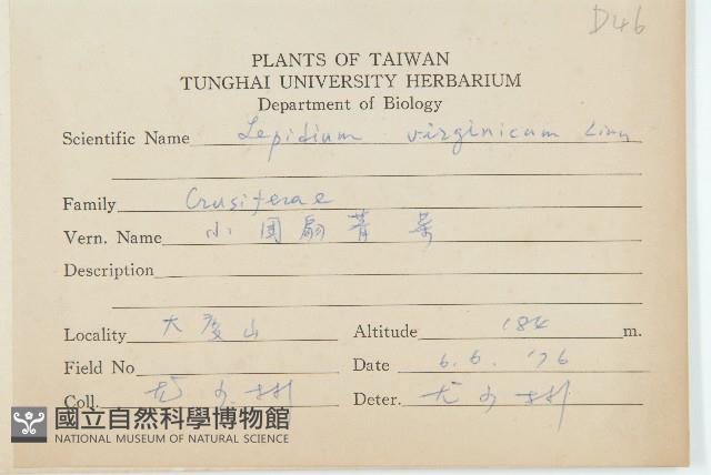 獨行菜藏品圖，第2張