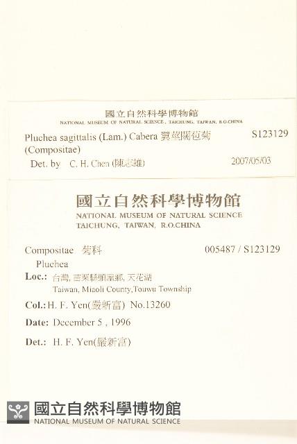 翼莖闊苞菊藏品圖，第2張