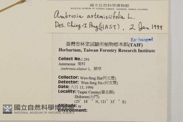 豬草、瘤果菊藏品圖，第2張