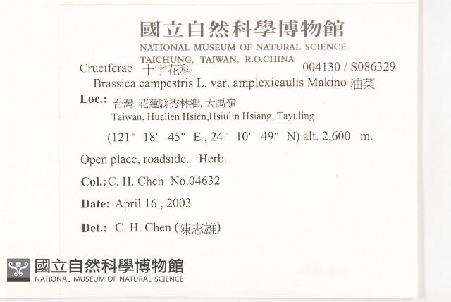 油菜藏品圖，第2張