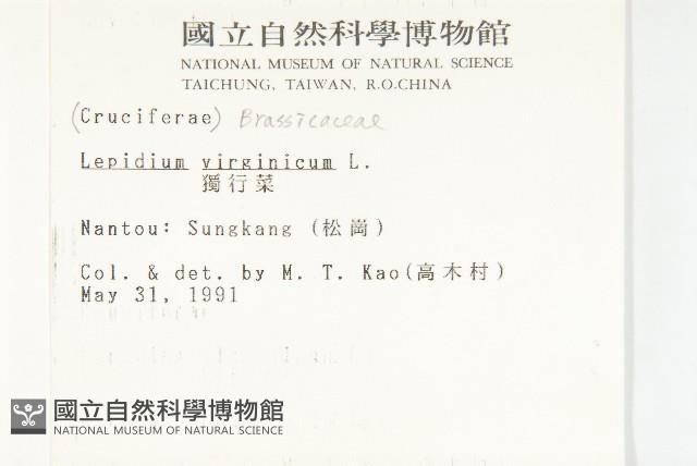 獨行菜藏品圖，第2張