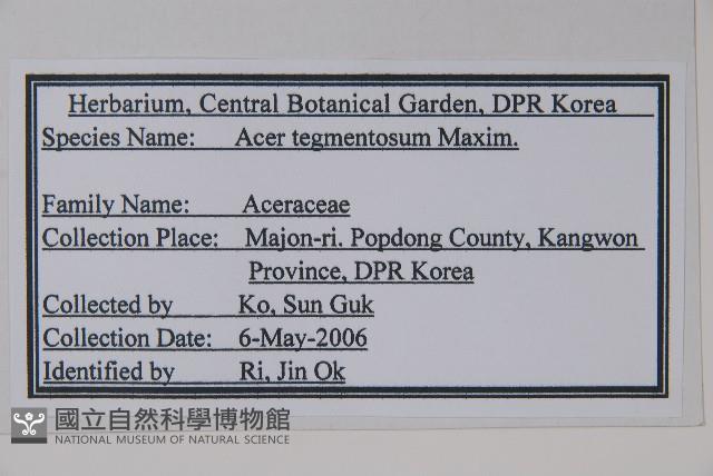 青楷槭藏品圖，第2張