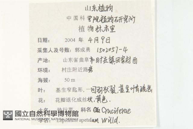 腺獨行菜藏品圖，第2張