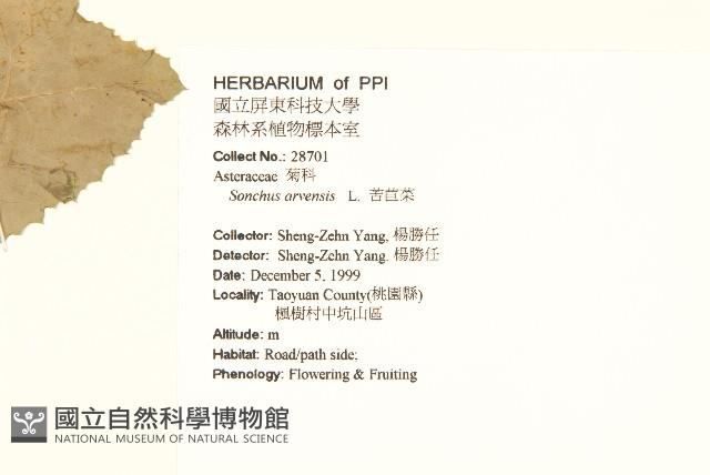 苦苣菜藏品圖，第2張