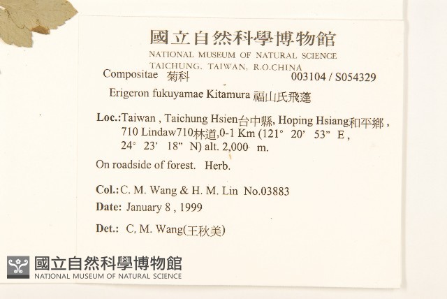 福山氏飛蓬藏品圖，第2張