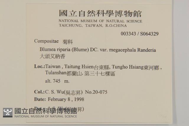 大頭艾納香藏品圖，第2張