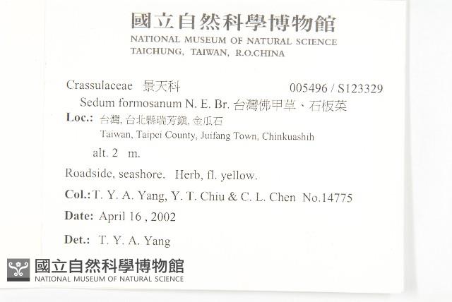 台灣佛甲草、石板菜藏品圖，第5張