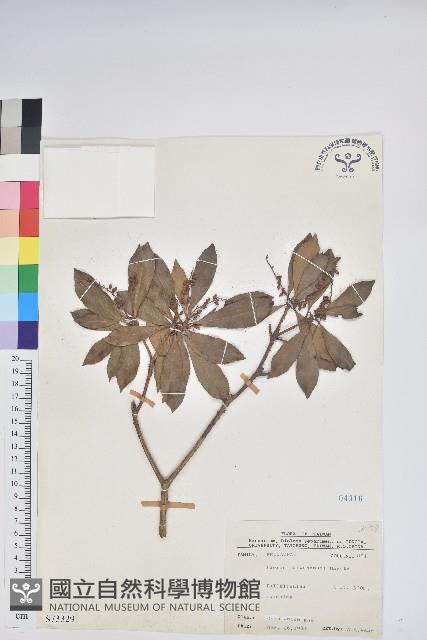 臺灣馬醉木藏品圖，第1張