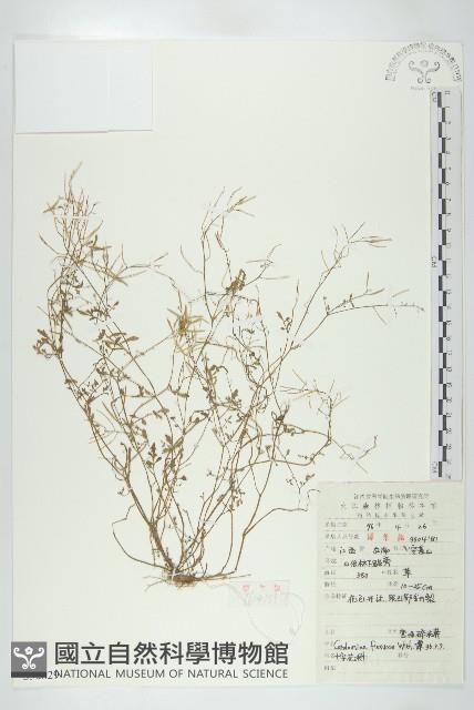 焊菜藏品圖，第1張