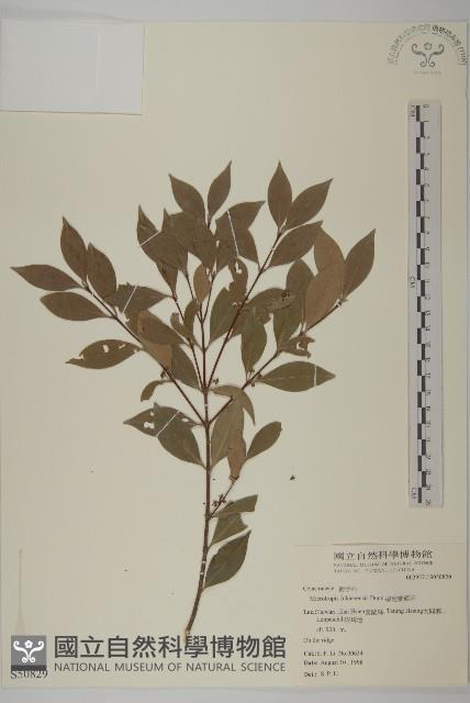 福建賽衛矛、福建假衛矛藏品圖，第1張