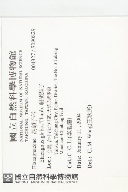 藤胡頹子藏品圖，第2張