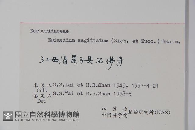 光葉淫羊藿藏品圖，第2張