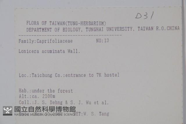 阿里山忍冬、漸尖葉忍冬藏品圖，第2張