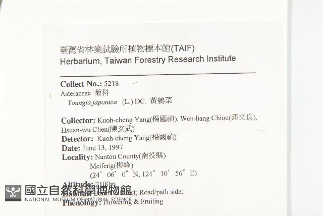 黃鵪菜藏品圖，第2張