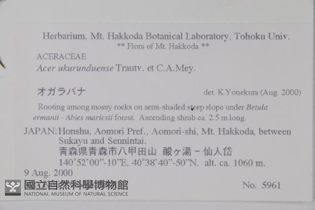 花楷槭藏品圖，第2張