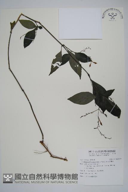 針刺草藏品圖，第1張