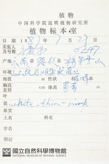 少花杉葉杜藏品圖，第2張