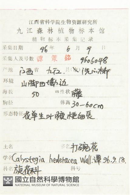 打碗花藏品圖，第2張