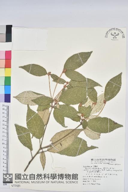 裡白巴豆藏品圖，第1張