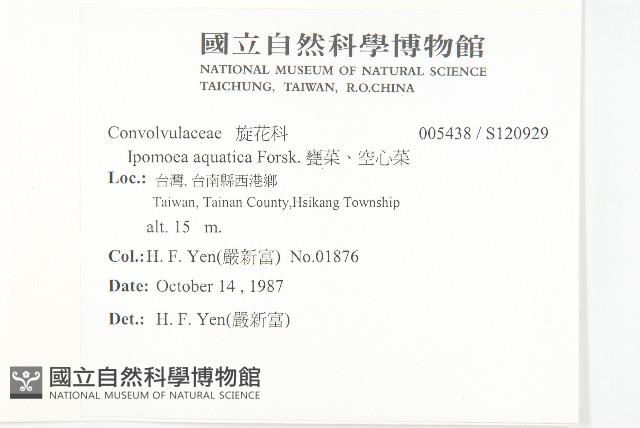 甕菜、空心菜藏品圖，第2張