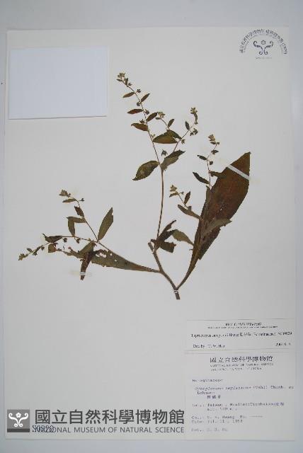 盾果草藏品圖，第1張