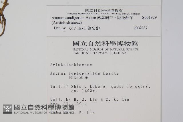 薄葉細辛、尾花細辛藏品圖，第2張