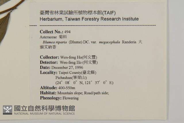 大頭艾納香藏品圖，第2張