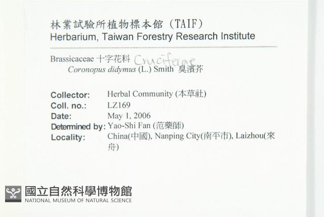 臭濱芥、臭薺藏品圖，第2張