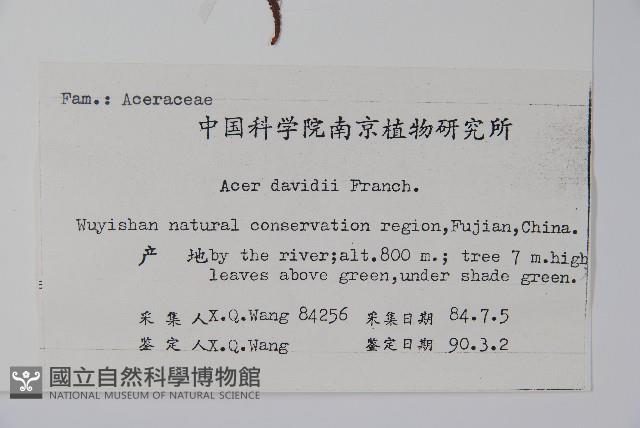 青榨槭藏品圖，第2張