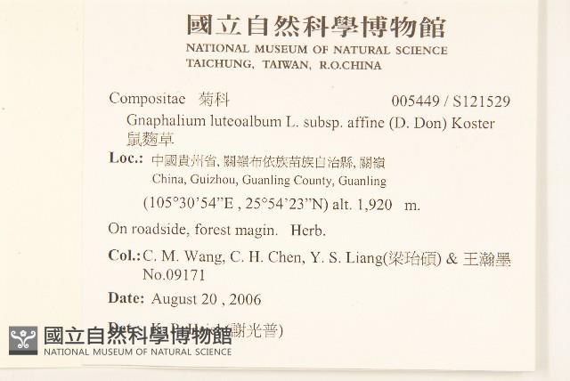 鼠麴草藏品圖，第2張