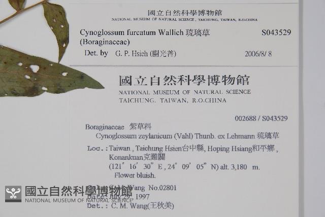 琉璃草藏品圖，第2張