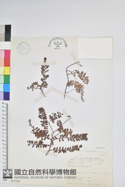 高山白珠樹藏品圖，第1張