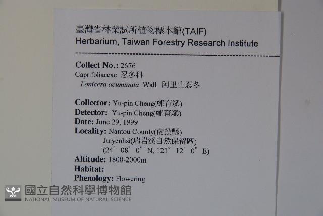 Acuminat-leaf Honeysuckle Collection Image, Figure 2, Total 2 Figures