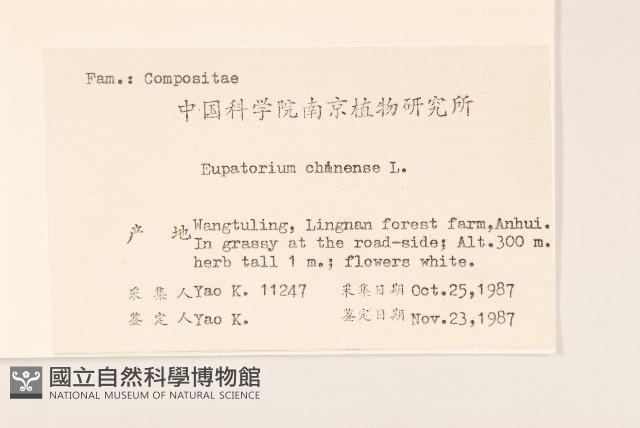 華澤蘭藏品圖，第2張