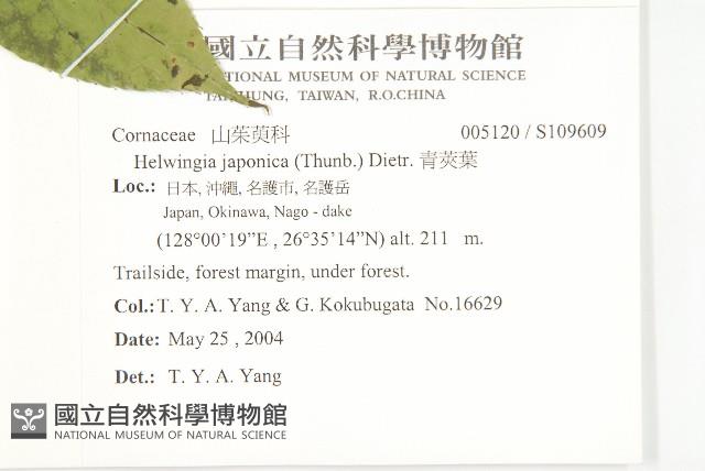 青莢葉藏品圖，第2張