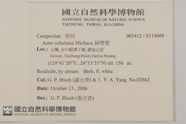 掃帚菊藏品圖，第2張