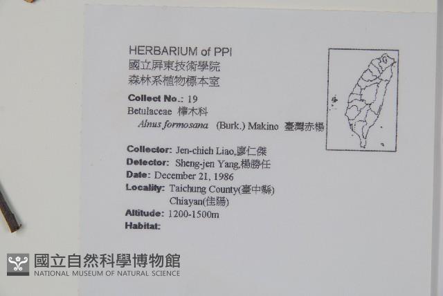 臺灣赤楊、臺灣榿木藏品圖，第2張