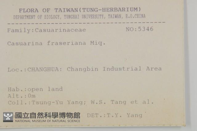 佛氏木麻黃藏品圖，第2張