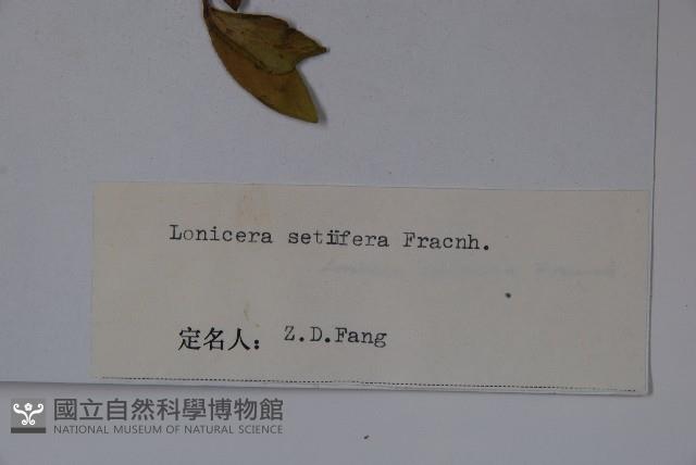 齒葉忍冬藏品圖，第2張