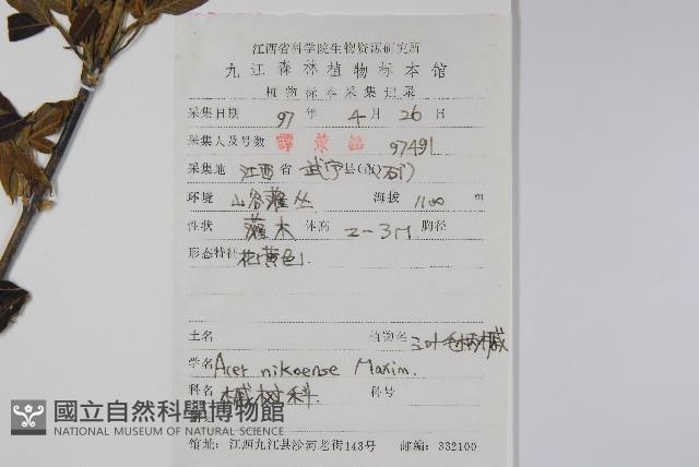 三葉毛柄槭藏品圖，第2張