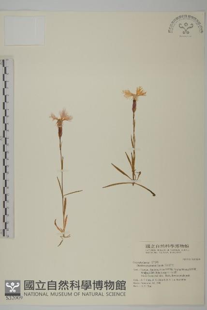 玉山石竹藏品圖，第1張