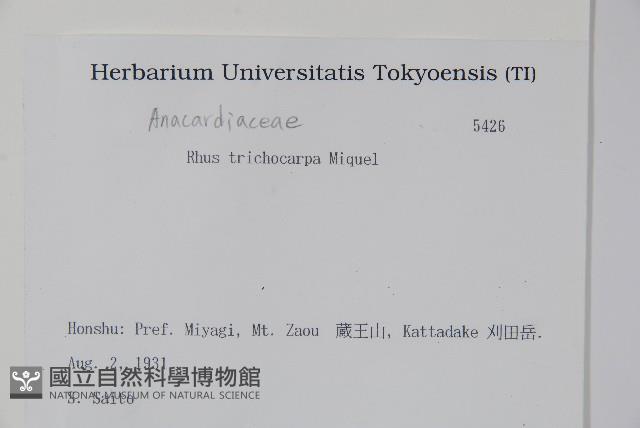 毛漆樹藏品圖，第2張