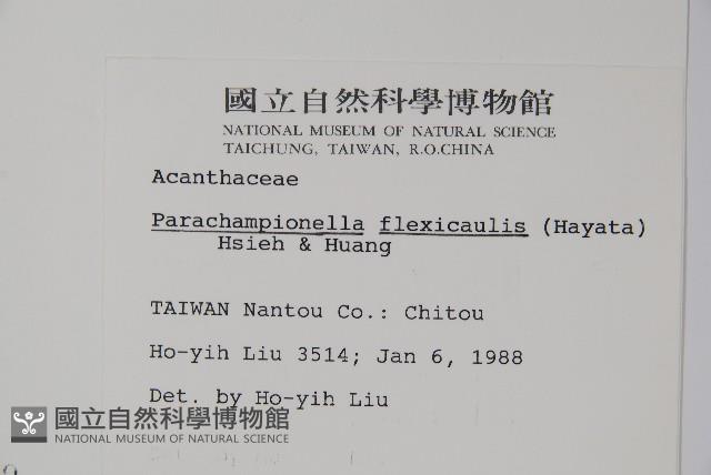 曲莖馬藍藏品圖，第2張