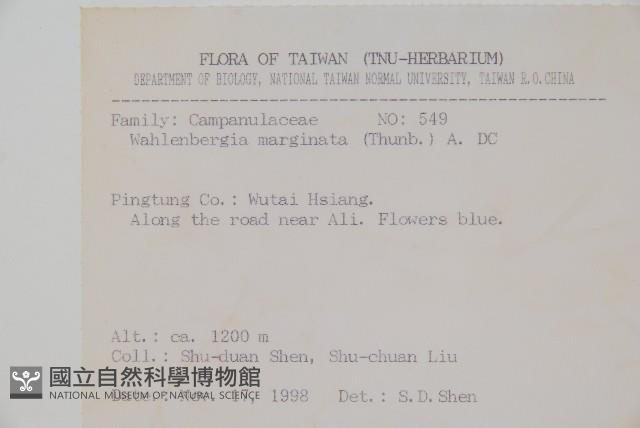 細葉蘭花參藏品圖，第2張