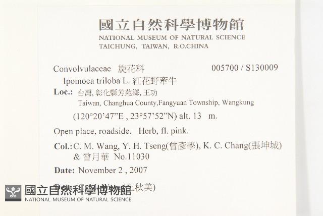 紅花野牽牛藏品圖，第2張